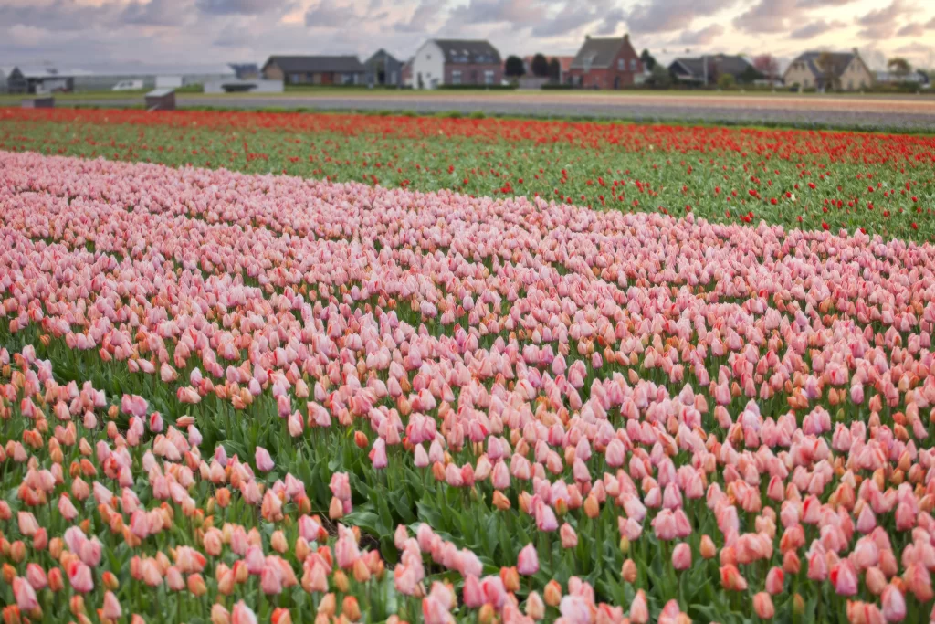 Pink Tulip Blooming Petals Field