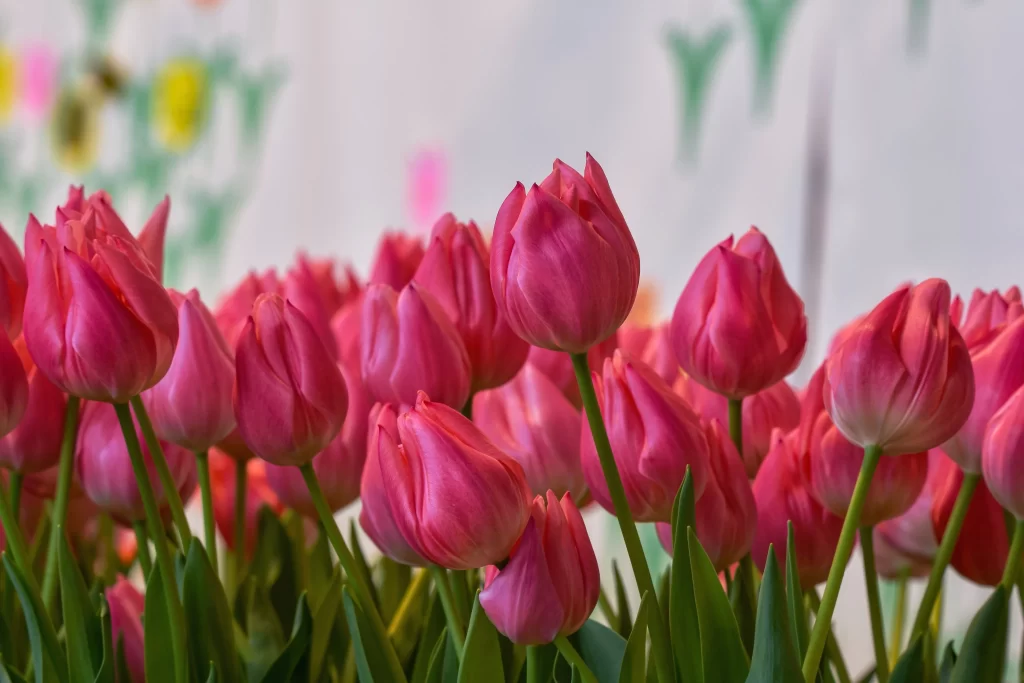 Pink Tulip Blooming Petals Green Stems