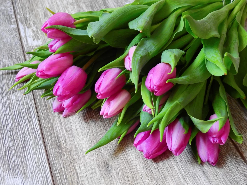Pink Tulip Blooms Petals Green gray Leaves