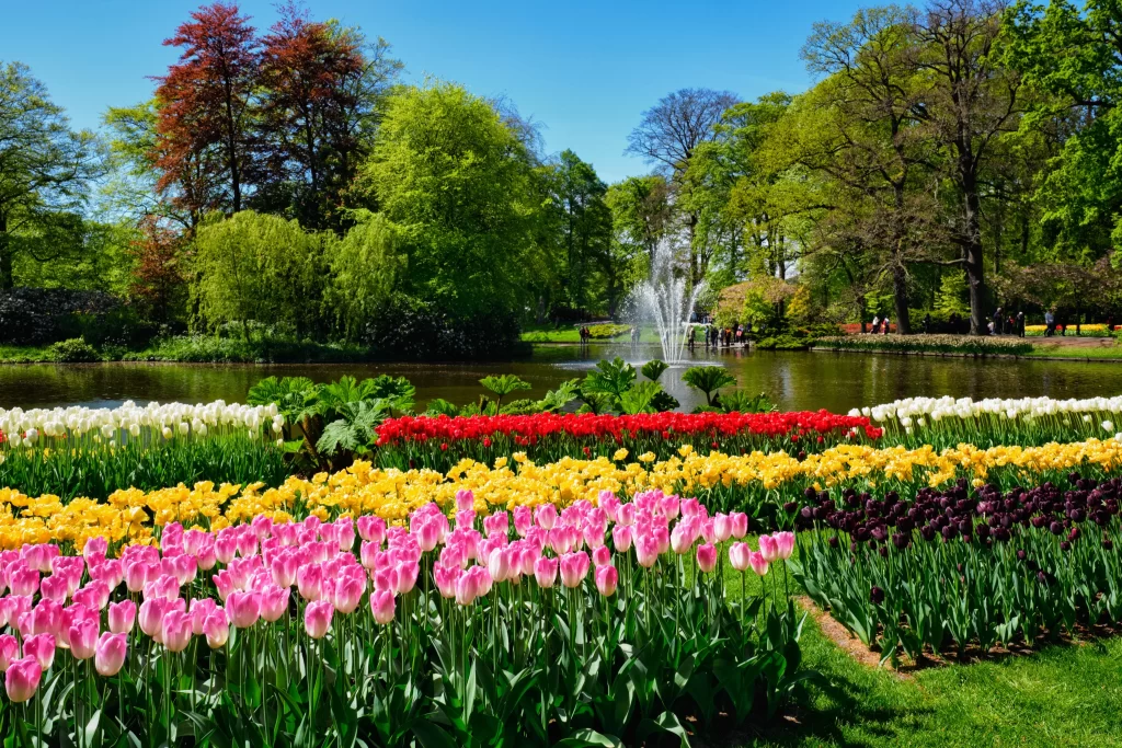 Pink Tulip Blooms Yellow Red Purple