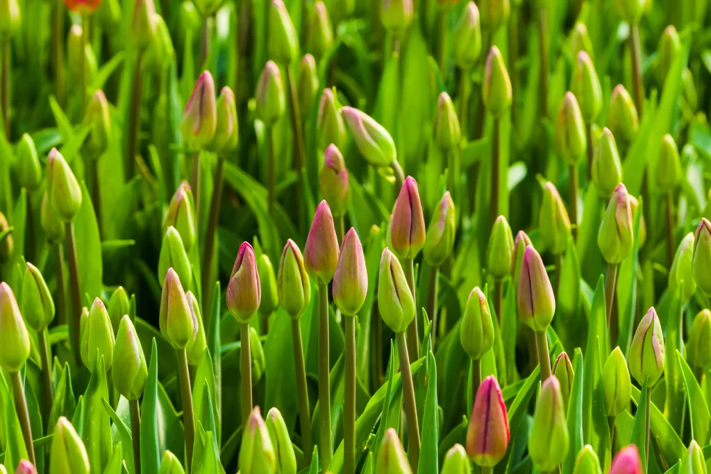 Pink Tulip Buds Green Leaves
