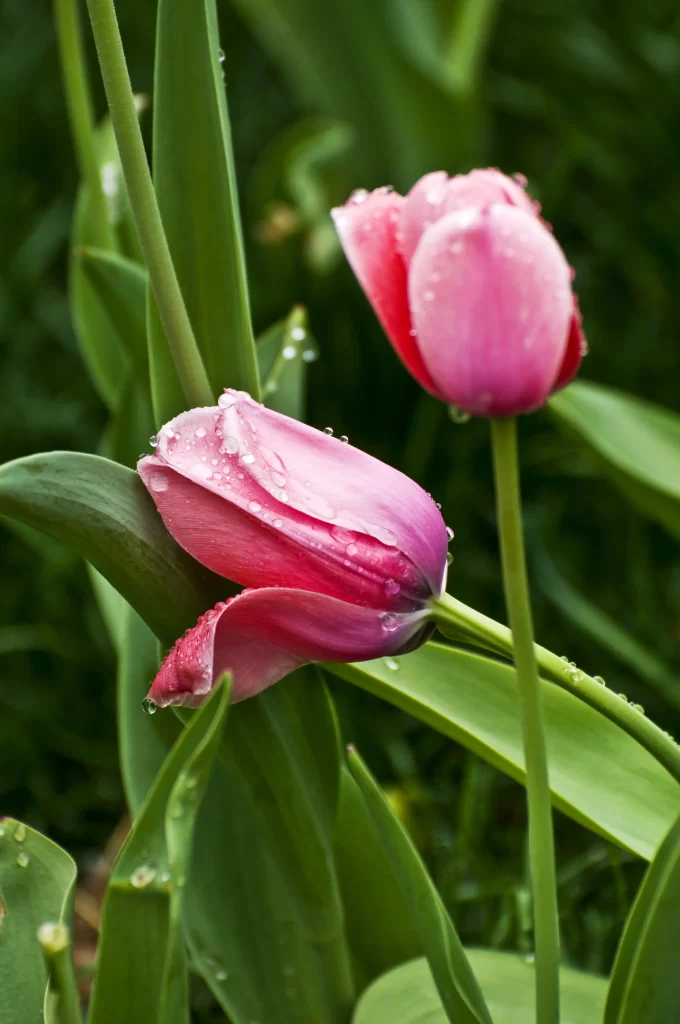 Pink Tulip Dewdrops Petals Green Leaves