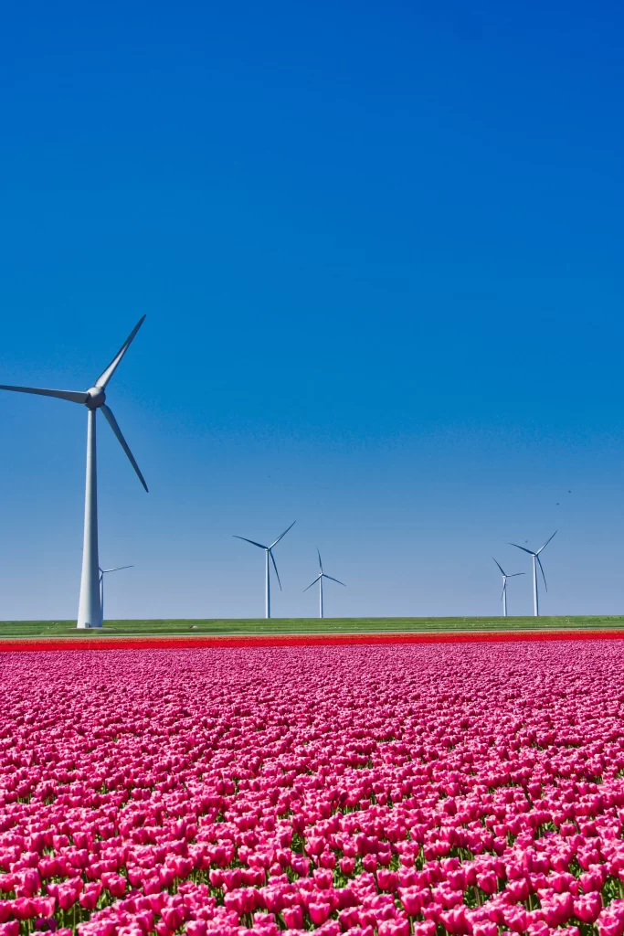 Pink Tulip Field Windmill Sky