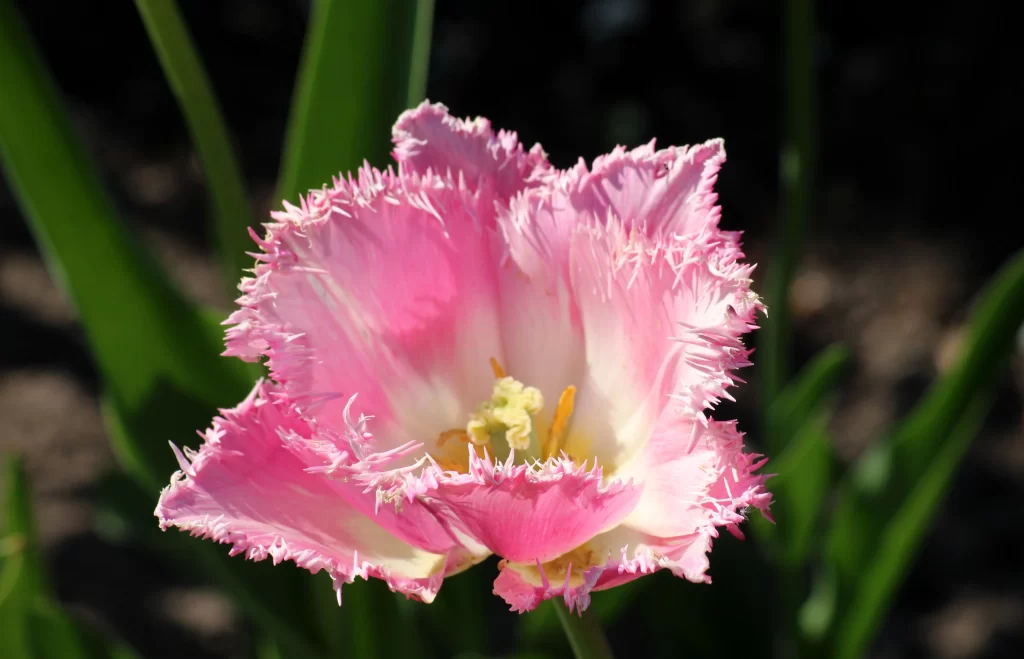 Pink Tulip Fringed Petals Yellow Stamen