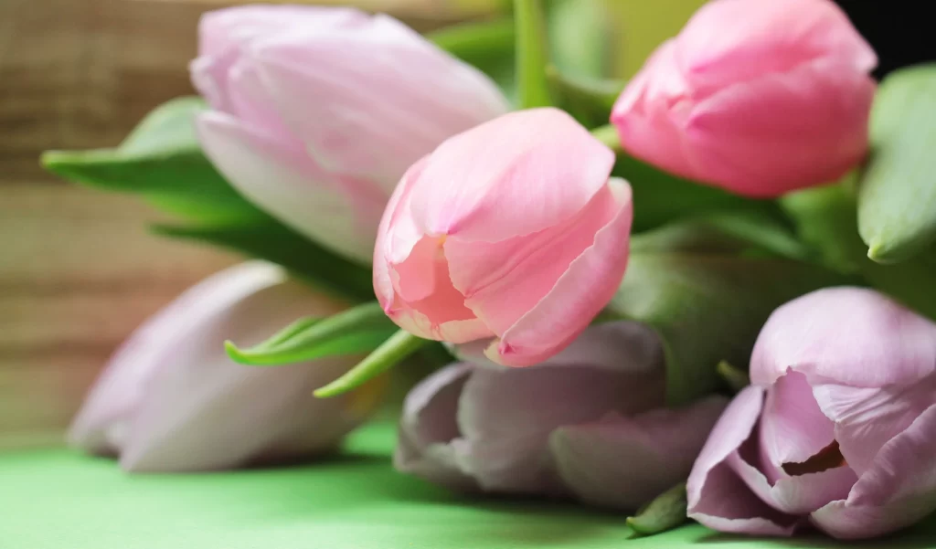 Pink Tulip Petals Bloom Green