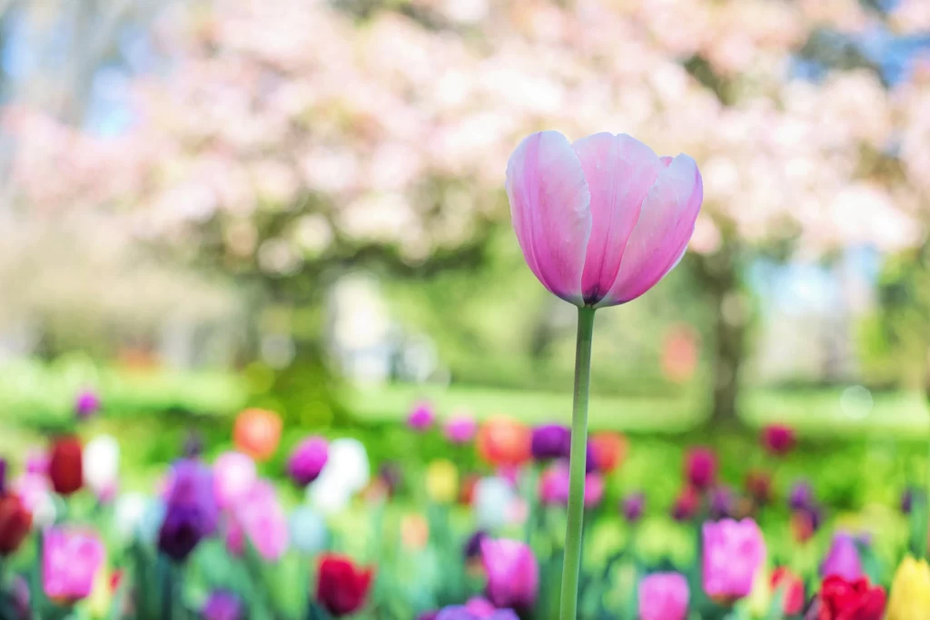 Pink Tulip Petals Bloom gray Garden