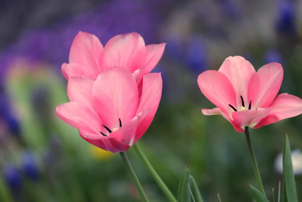 Pink Tulip Petals Bloom gray Garden