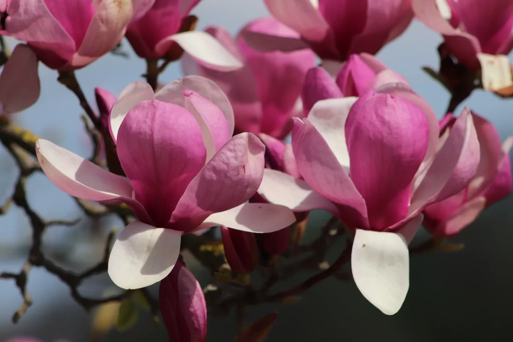Pink Tulip Petals Bloom Vibrant Soft