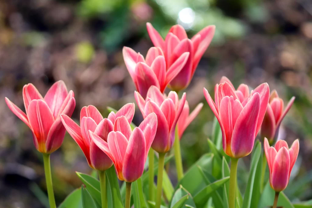 Pink Tulip Petals Bloom warm Garden