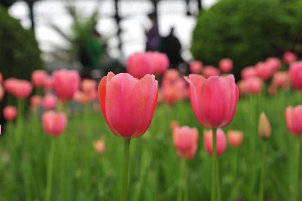 Pink Tulip Petals Bloom warm Garden