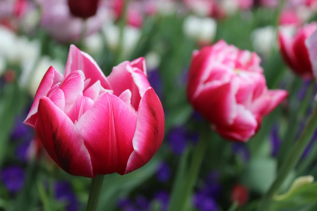 Pink Tulip Petals Bloom warm Garden