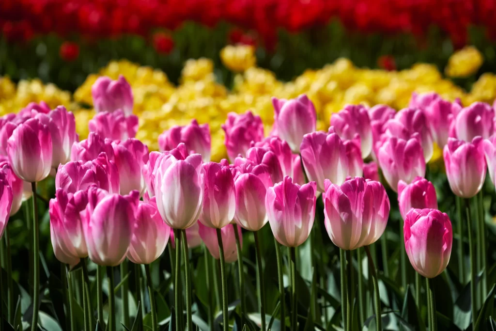 Pink Tulip Petals Bloom warm Garden
