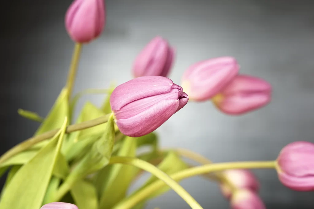 Pink Tulip Petals Bud Green Stems