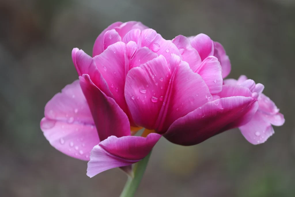 Pink Tulip Petals Dewdrops Soft Focus