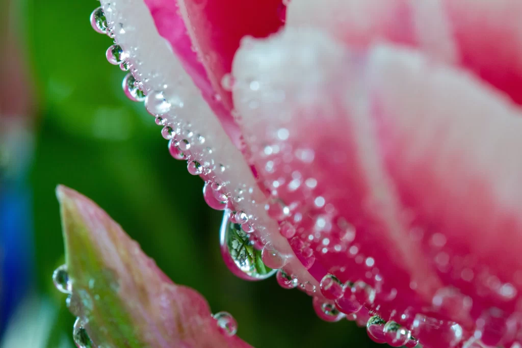 Pink Tulip Petals Dewdrops Freshness