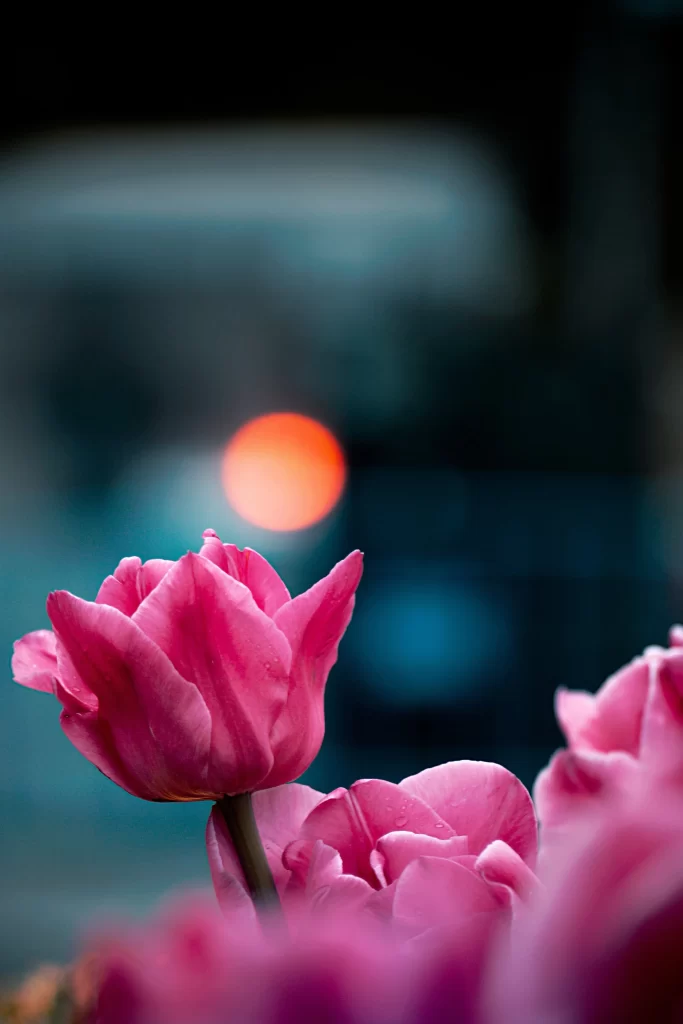 Pink Tulip Petals Dewdrops Blurred Background