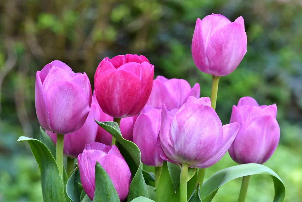 Pink Tulip Petals Green gray Leaves