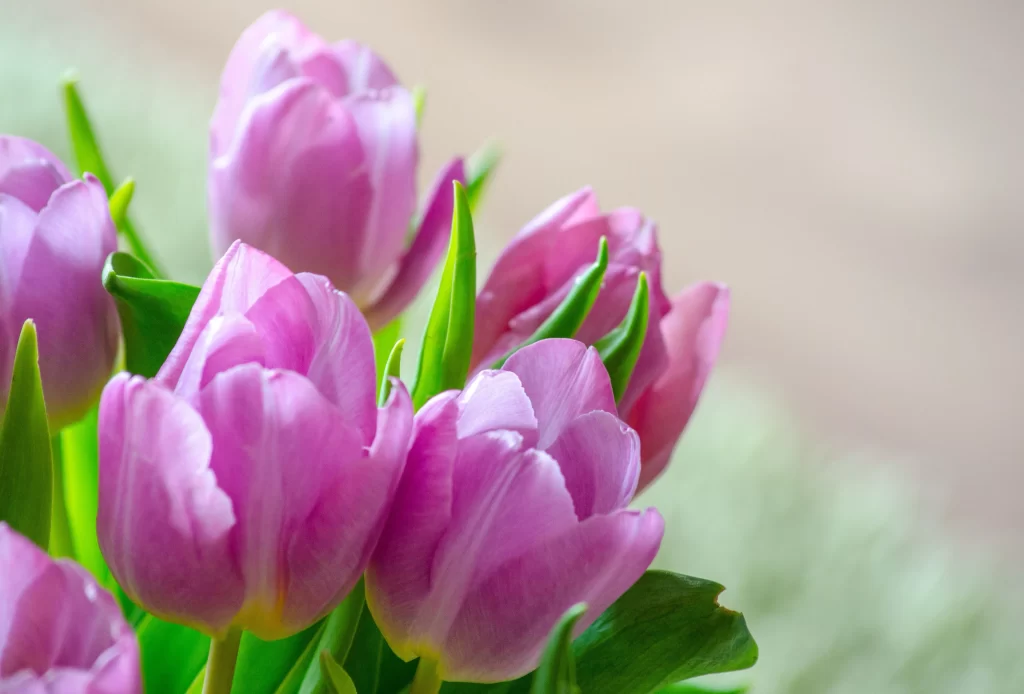 Pink Tulip Petals Green gray Leaves
