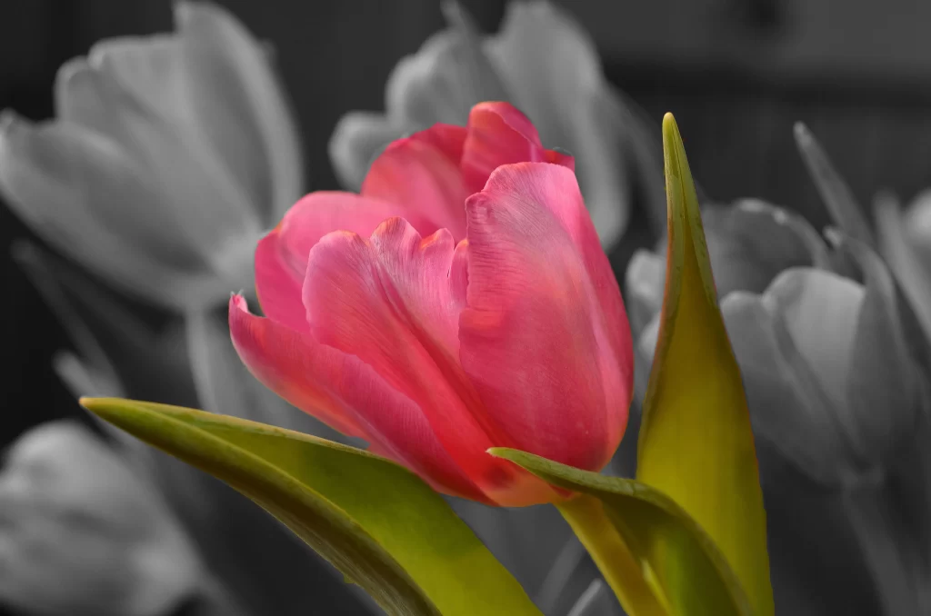 Pink Tulip Petals Green gray Leaves