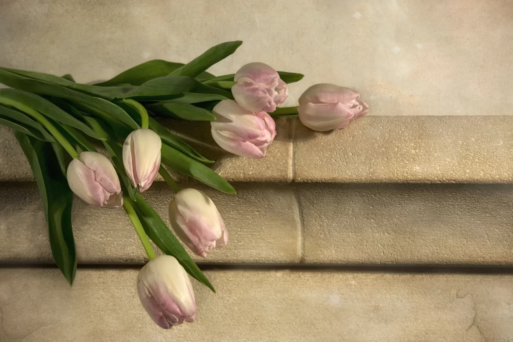 Pink Tulip Petals Green warm Leaves