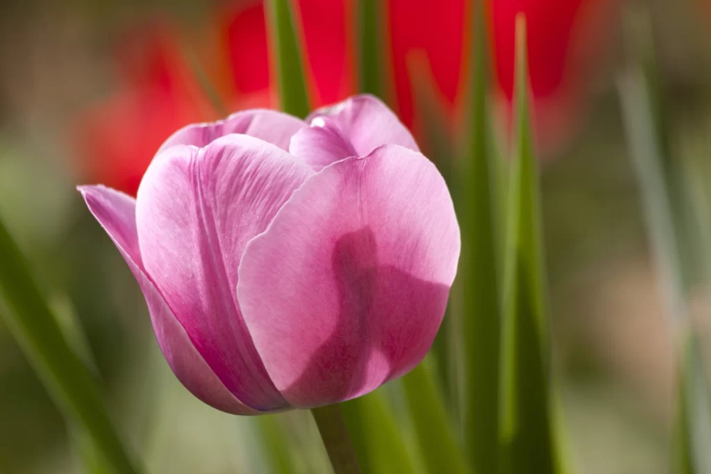 Pink Tulip Petals Shadow Green