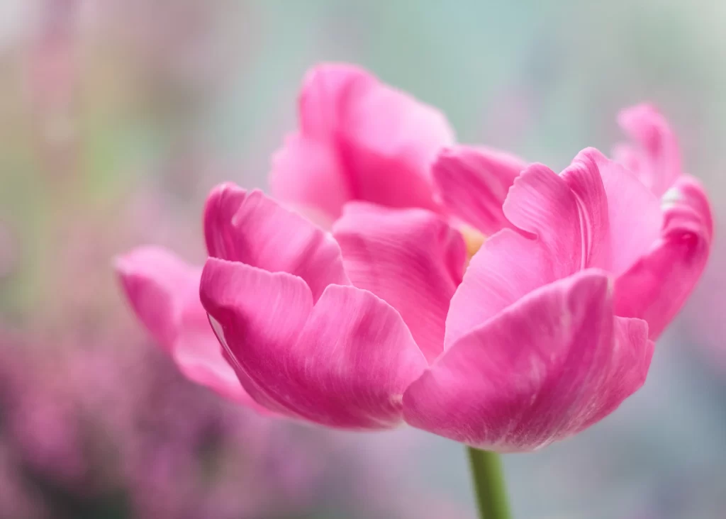 Pink Tulip Petals Soft Focus