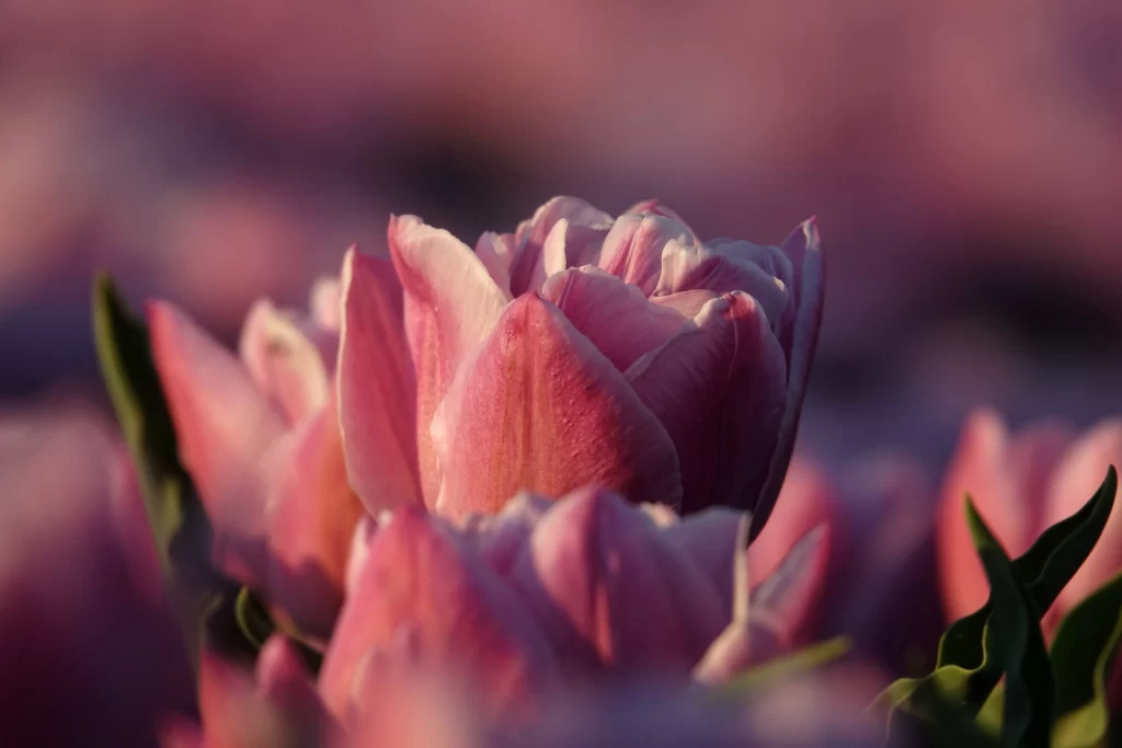 Pink Tulip Petals Soft Focus Sunlight