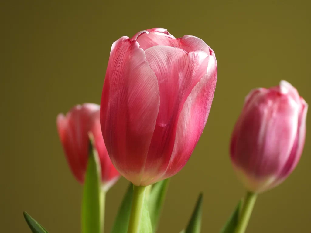 Pink Tulip Petals Stems Green