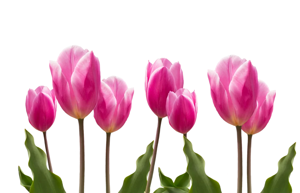 Pink Tulip Petals Stems Leaves