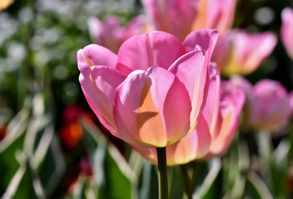 Pink Tulip Petals Sunlight Shadow