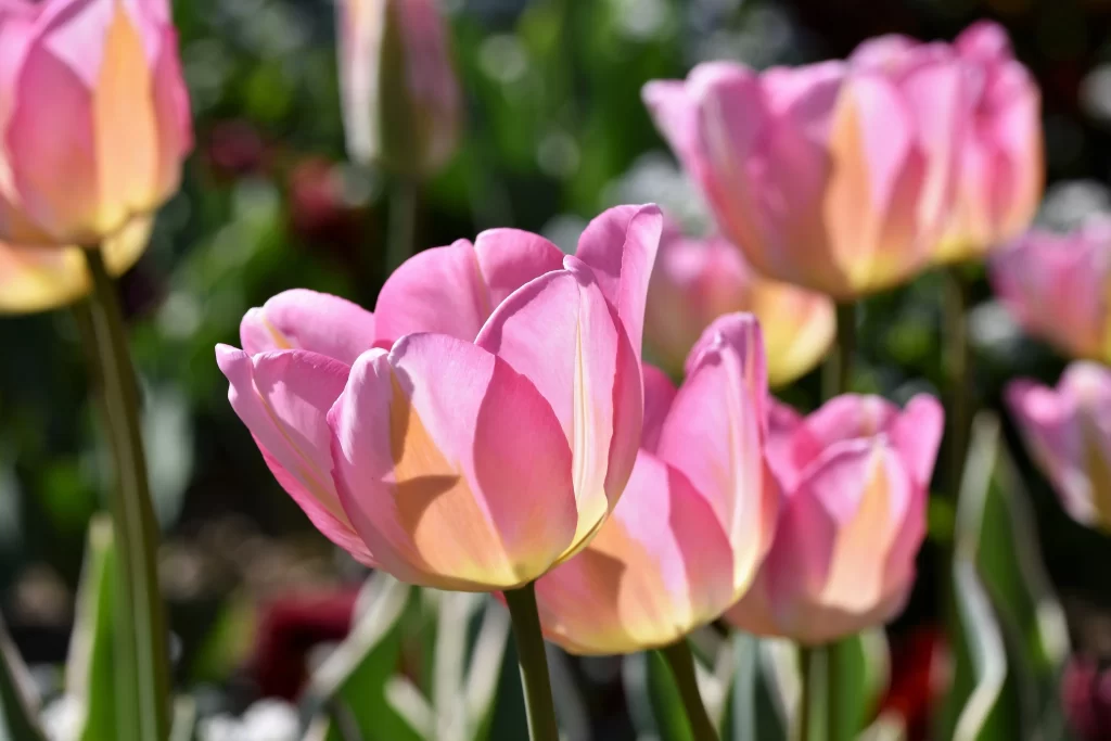 Pink Tulip Petals Sunlight Bloom Garden