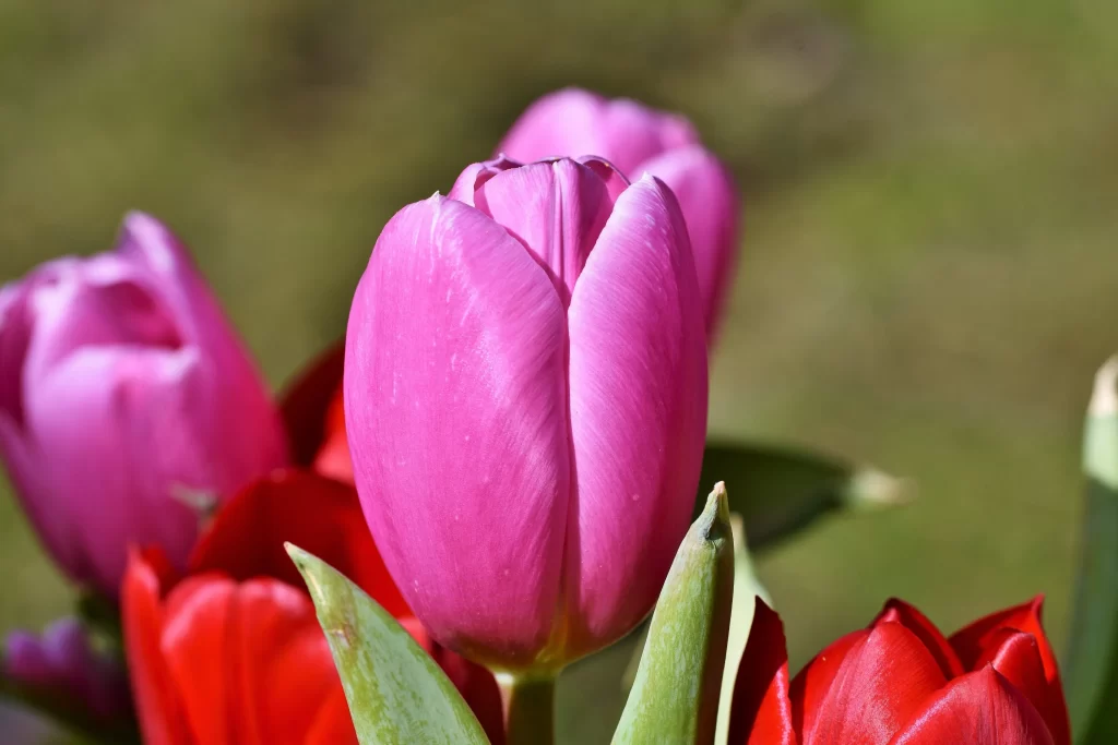Pink Tulip Petals Vibrant Green warm Leaves