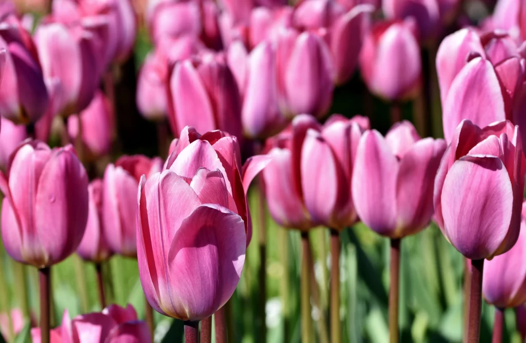 Pink Tulip Petals Vibrant Blooms Garden