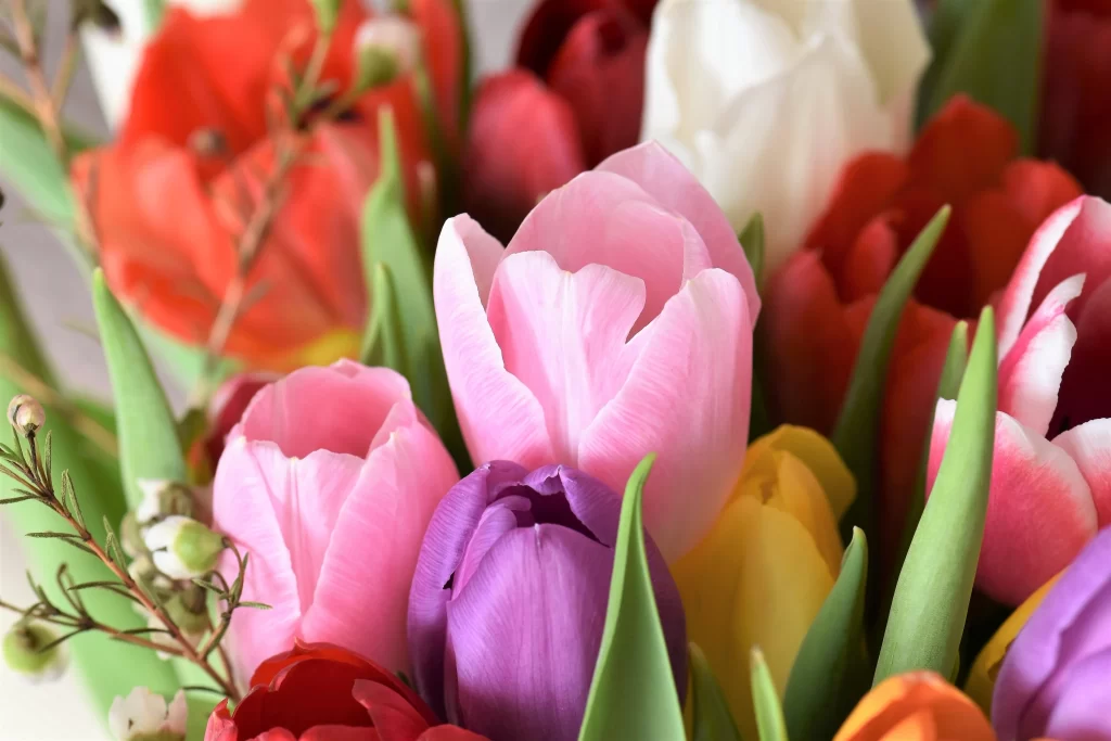 Pink Tulip Petals Vibrant Colors Green Leaves