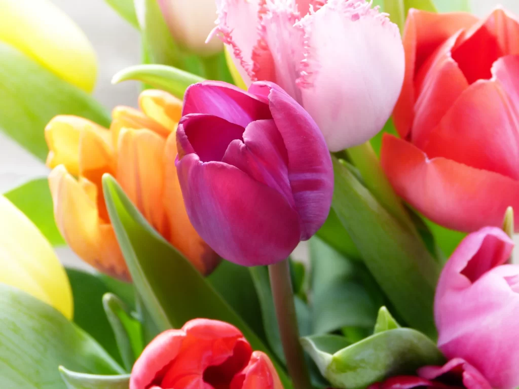 Pink Tulip Petals Vibrant Green warm Leaves