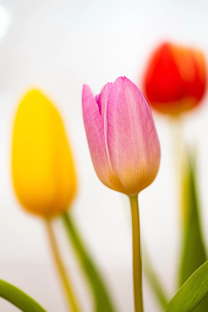 Pink Tulip Petals Yellow Red