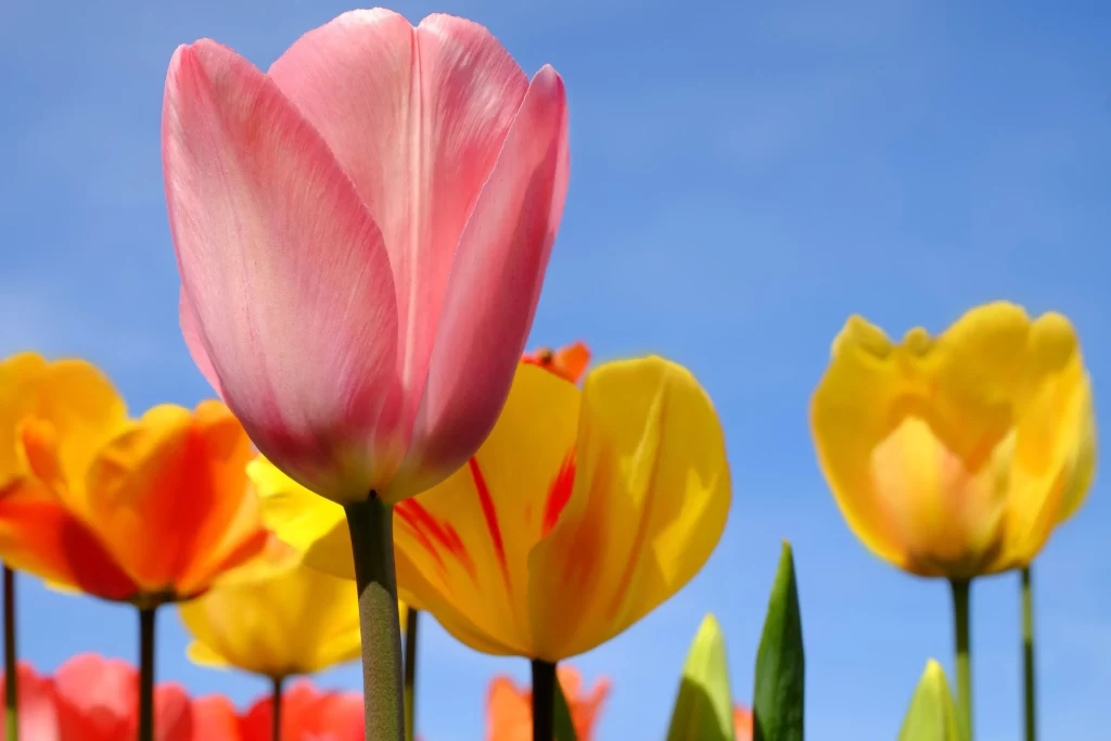 Pink Tulip Petals Yellow Red Bright Clear