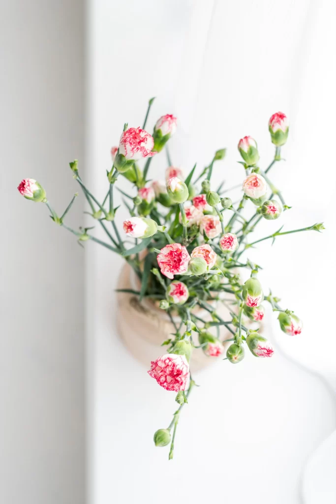 Pink White Carnation Blooms Green Stems