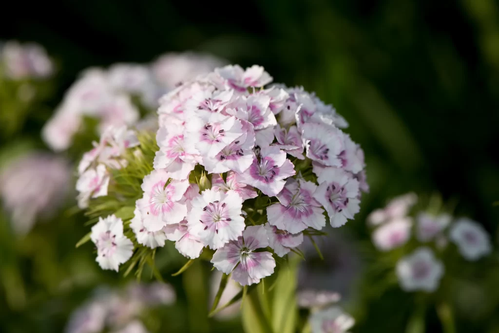 Pink White Carnation Cluster Petals gray Greenery