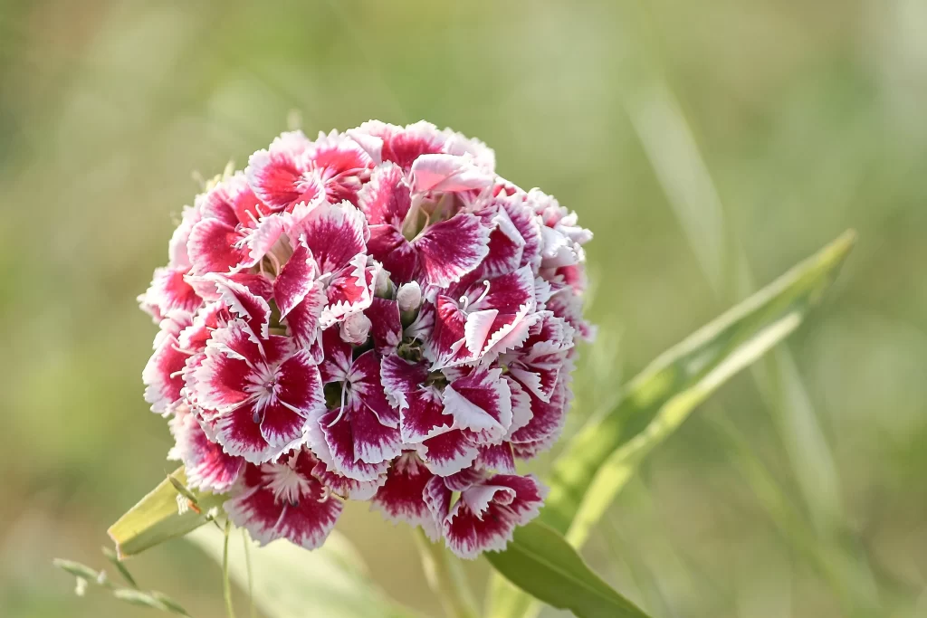 Pink White Carnation Cluster Petals warm Greenery