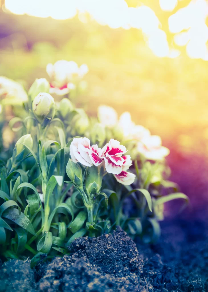 Pink White Carnation Petals Green Leaves Soil