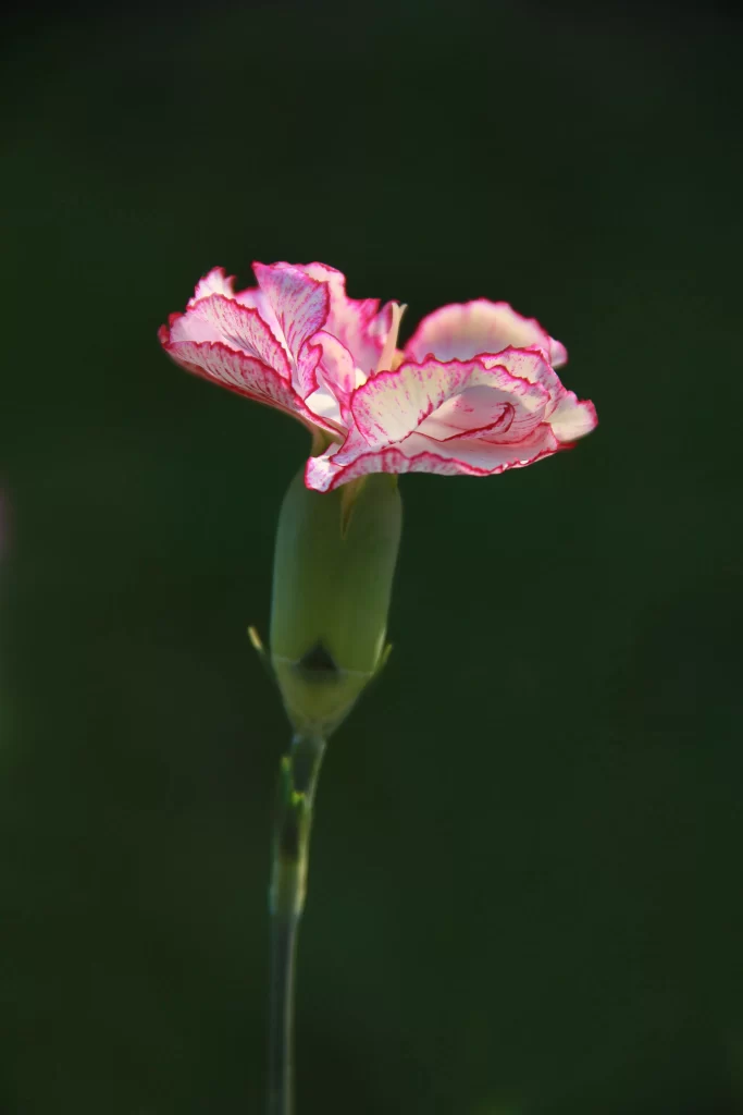 Pink White Carnation Petals Edges Green Stem