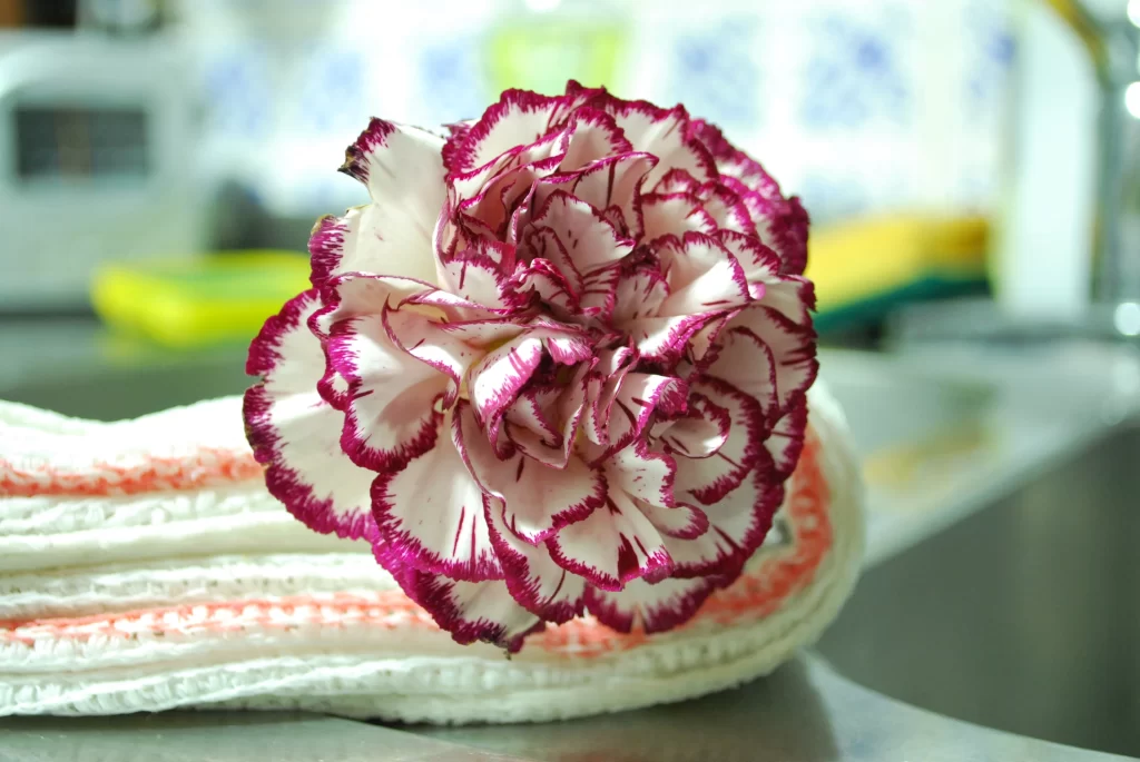 Pink White Carnation Petals Edges gray Ruffled