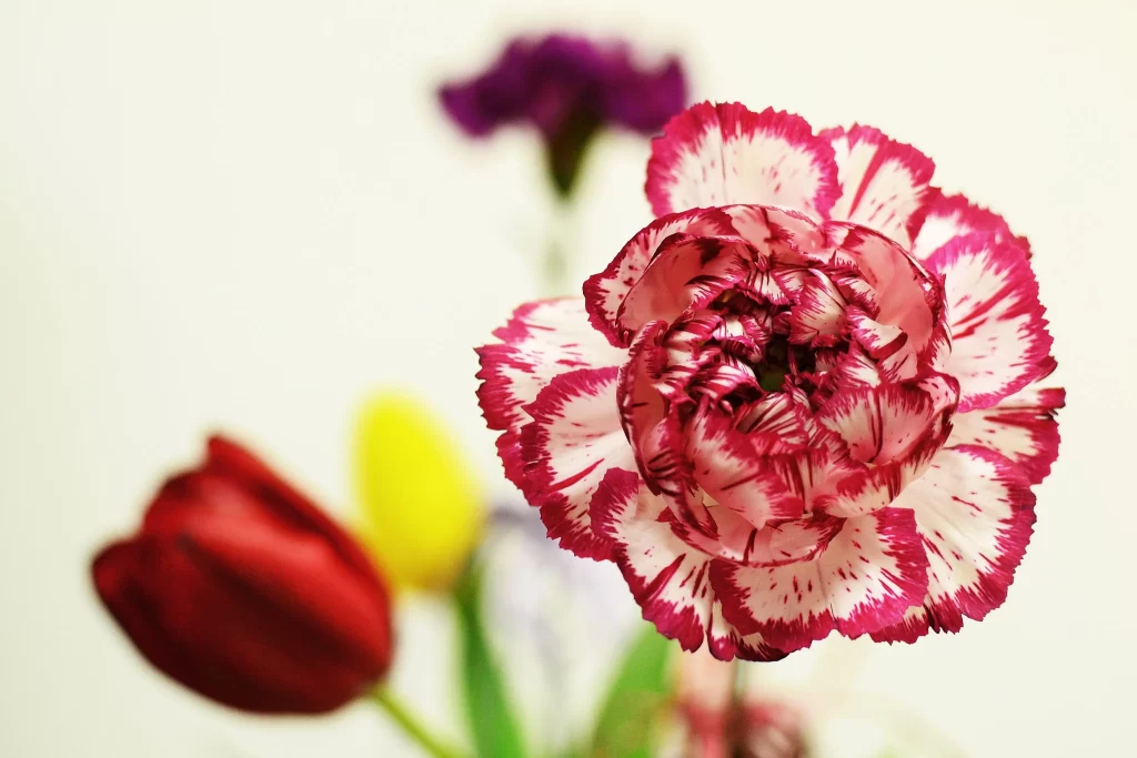 Pink White Carnation Petals Edges warm Ruffled