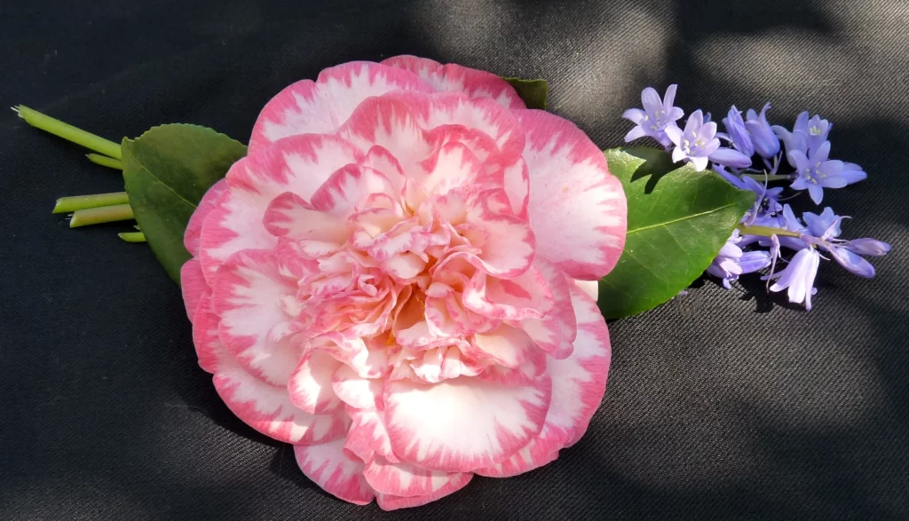 Pink White Carnation Petals Ruffled Edges Purple Flowers