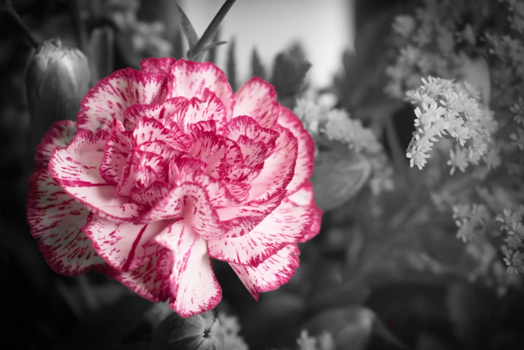 Pink White Carnation Petals Edges Speckled