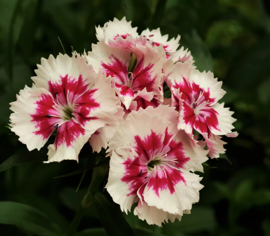 Pink White Carnation Petals Edges gray Ruffled