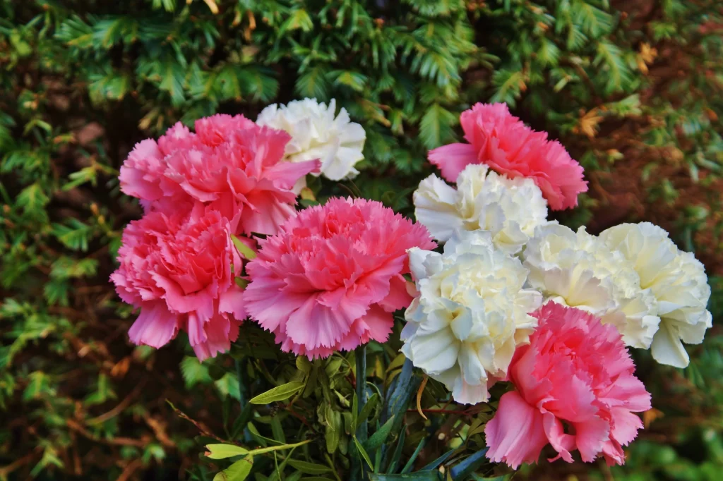 Pink White Carnation Ruffled Petals Green Leaves
