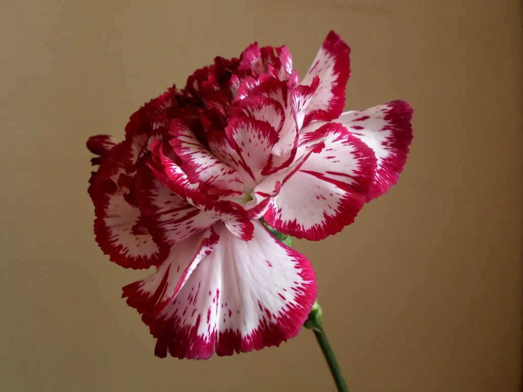 Pink White Carnation Ruffled Edges Speckled Petals