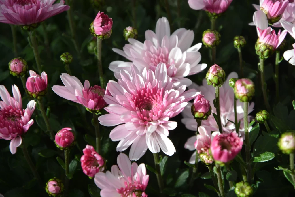 Pink White Chrysanthemum Petals Blooms Garden